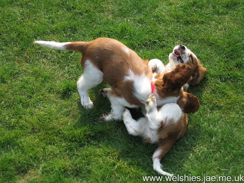 2009-04-03 68.JPG - Hal on top, Zen underneath